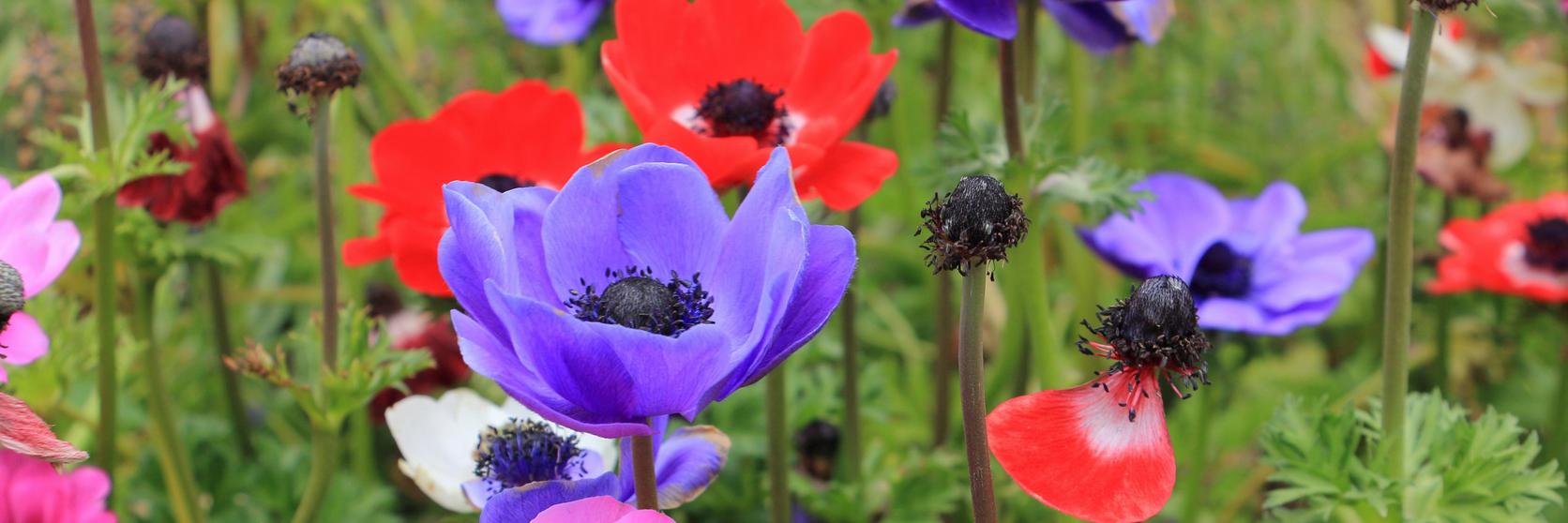 anenome-pink-purple-red-flowers