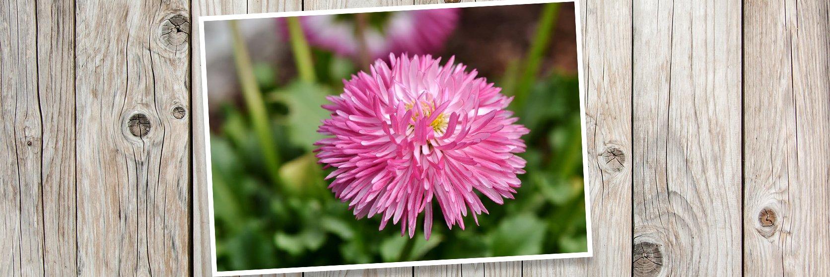 Aster-China-Flower-Blossom-banner