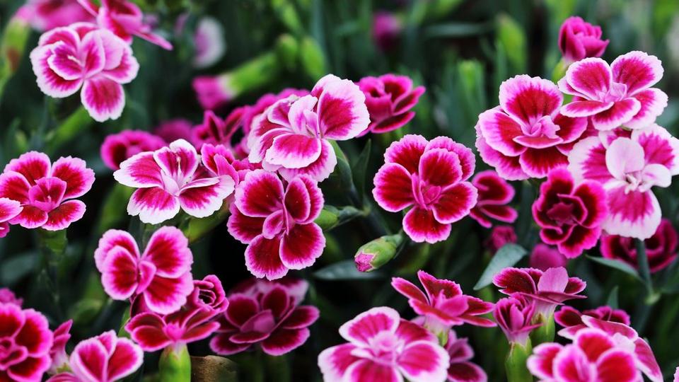 Carnations