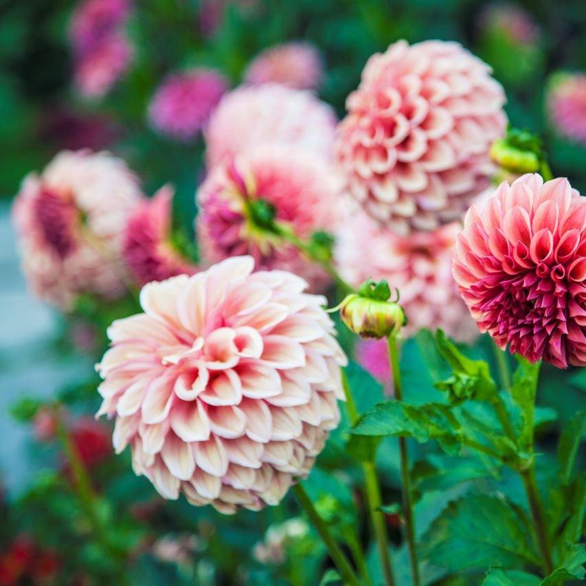 Dahlia