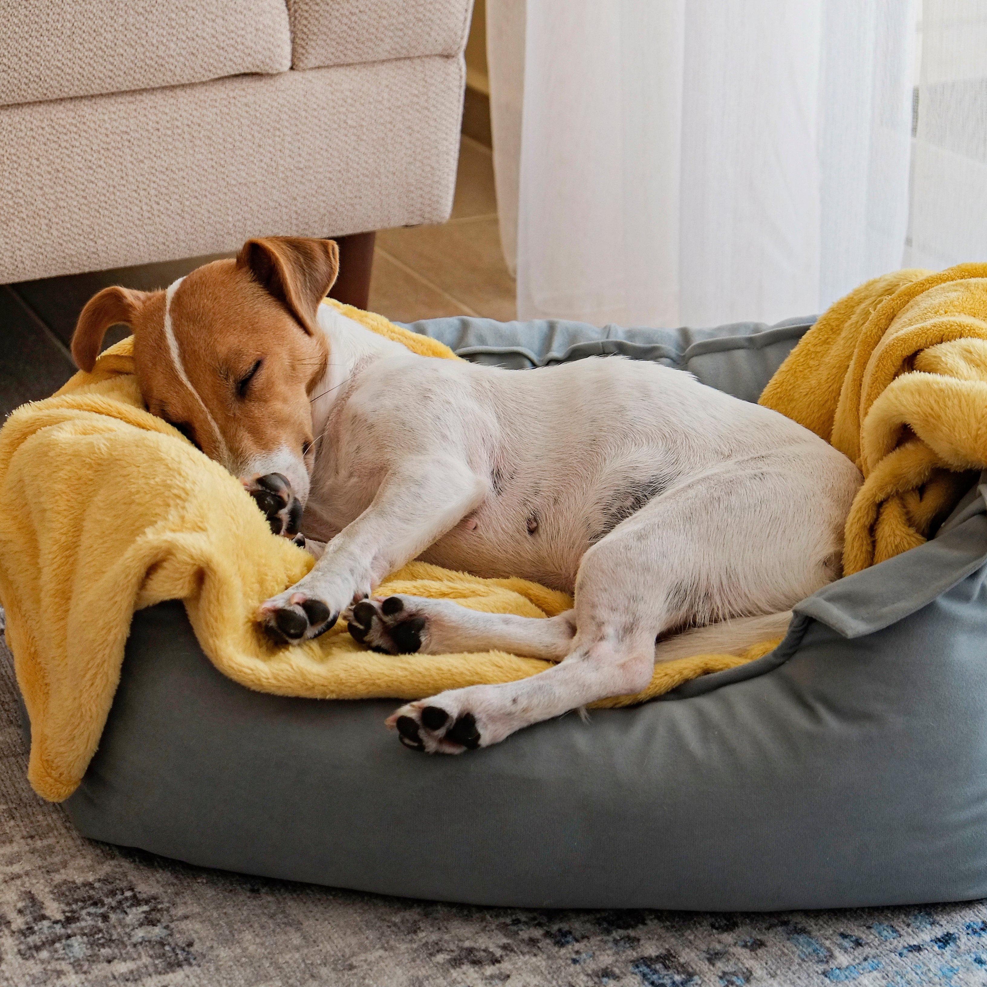 Dog_sleeping