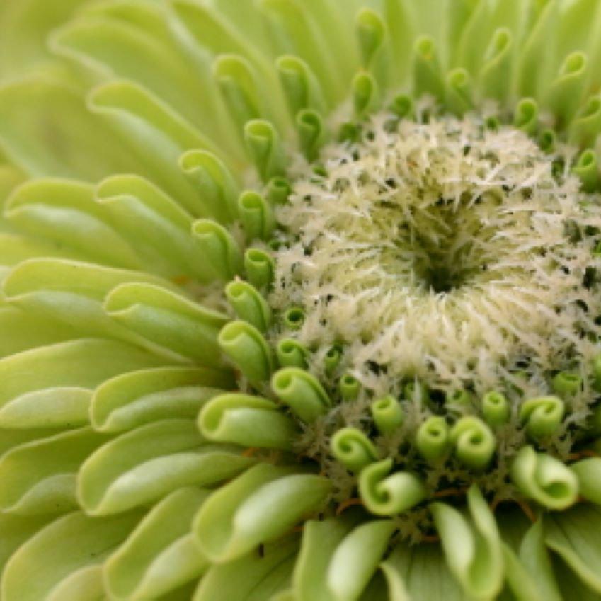 Green-Zinnia-1