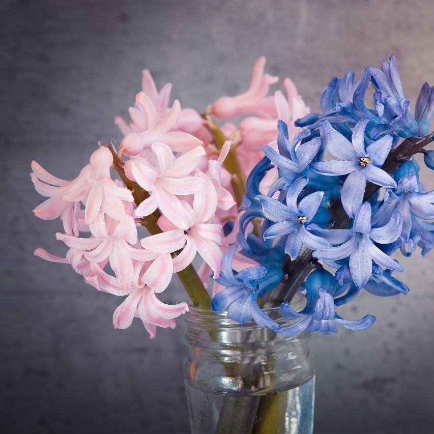 Hyacinth