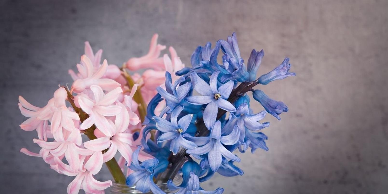 Hyacinth