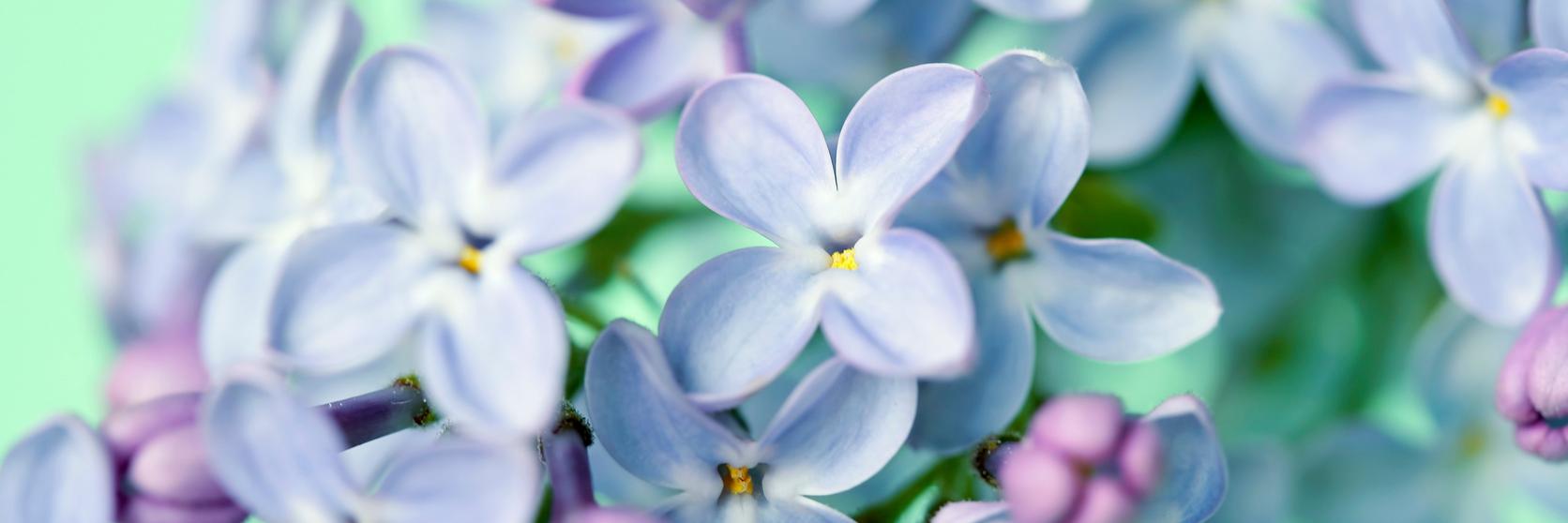 lilac-flowers