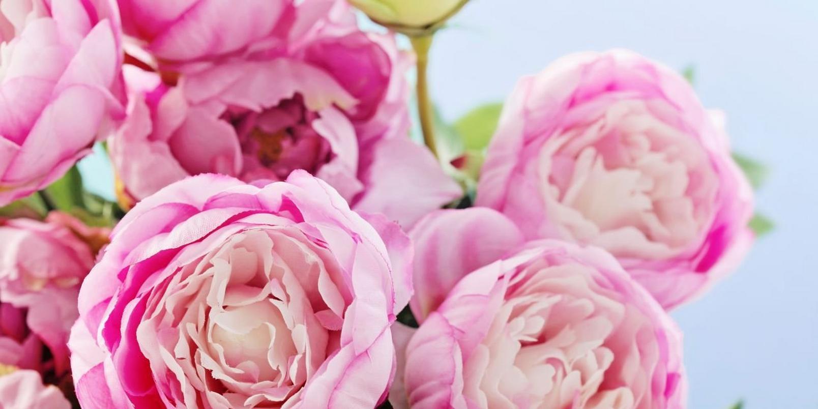 peony-pink-flowers-blooming