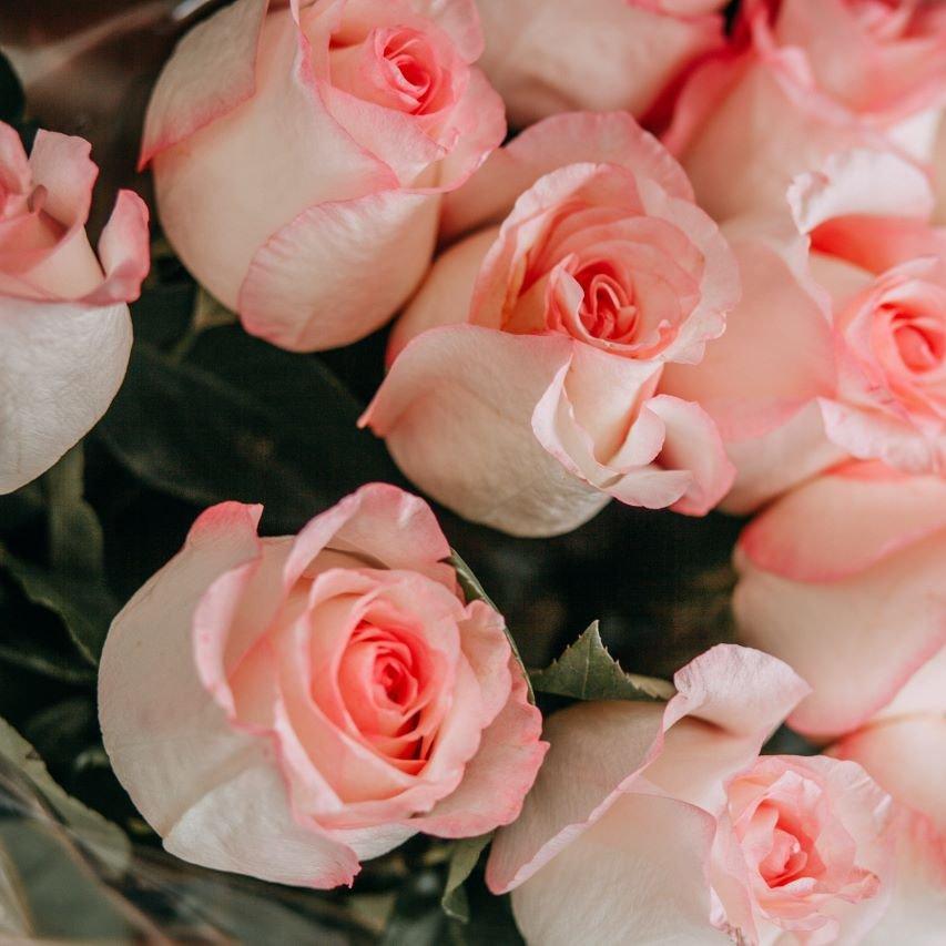 Pink roses