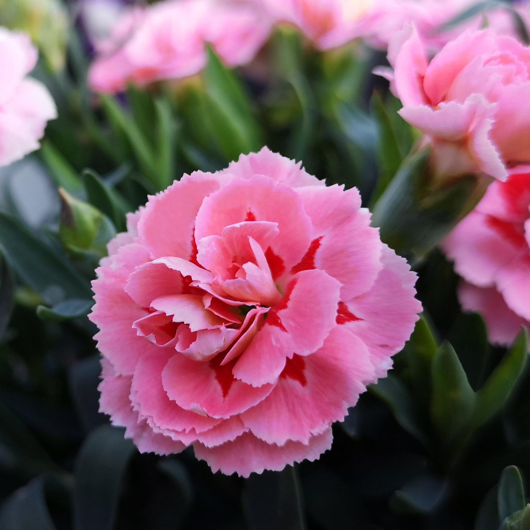 pink-carnation