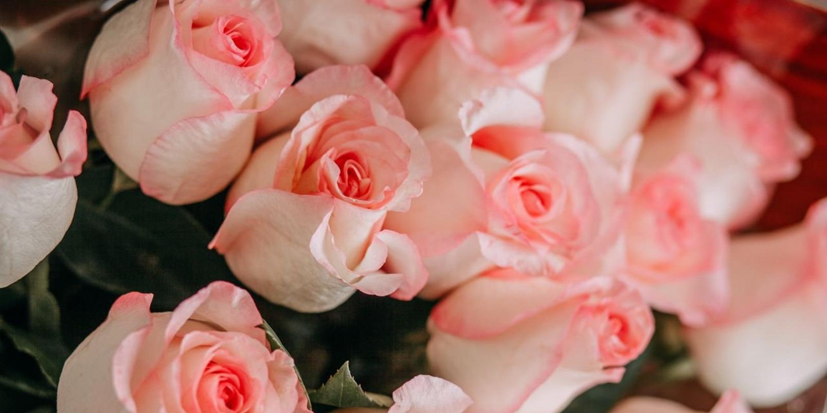 pink-roses-in-bud