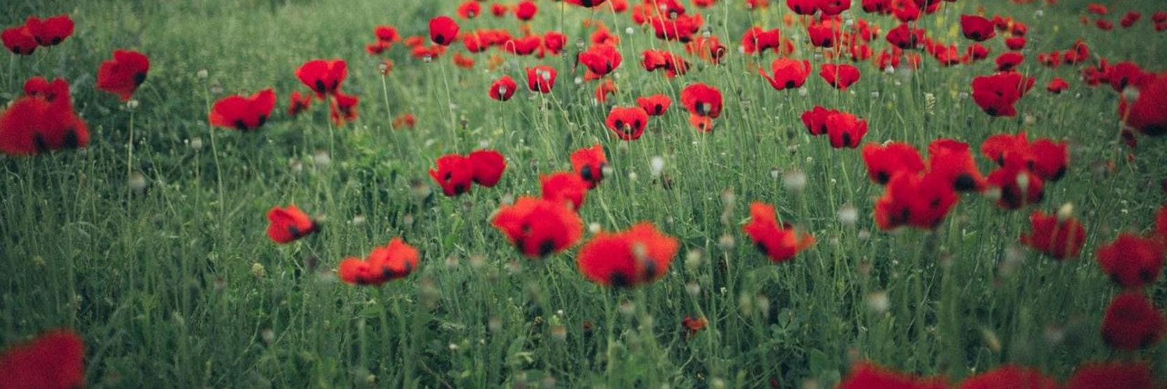Poppy fields