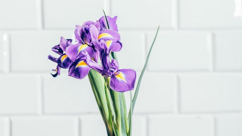 purple-iris-bouquet