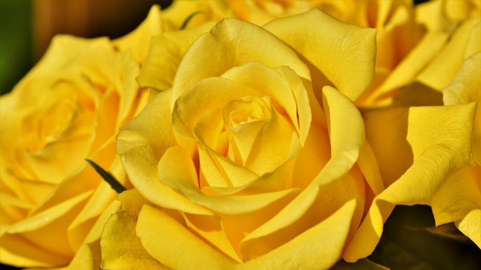 rose-3716994_1920