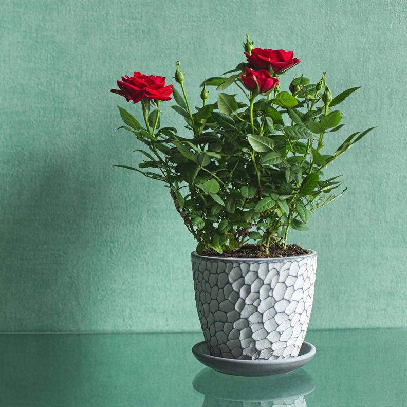 rose-plant_1