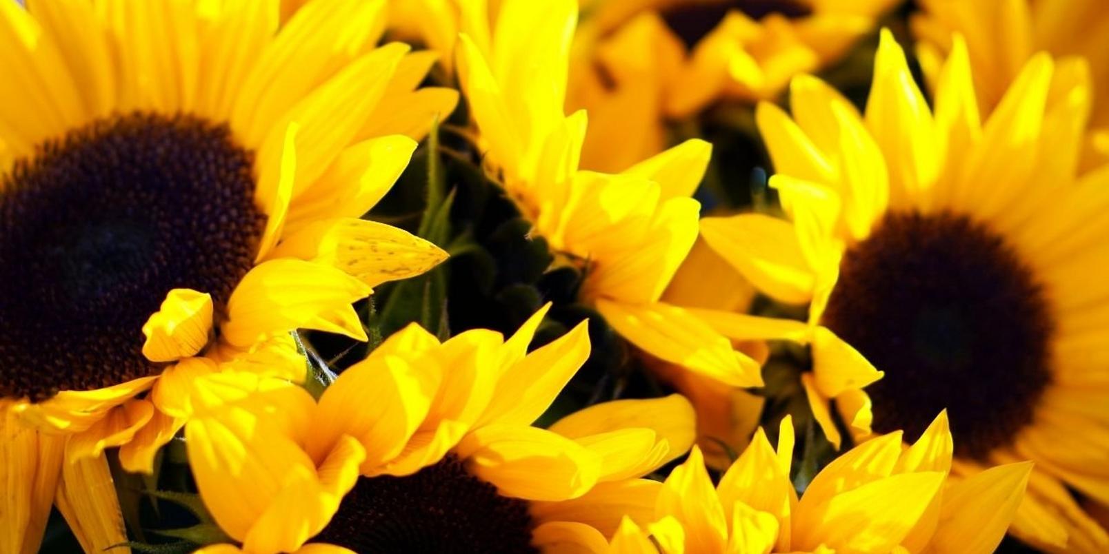 Sunflowers2