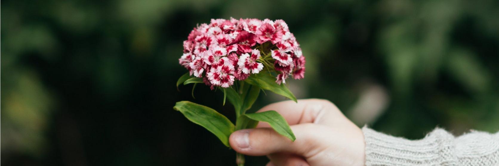 sweet-william-small