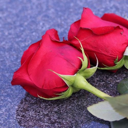 two-red-roses
